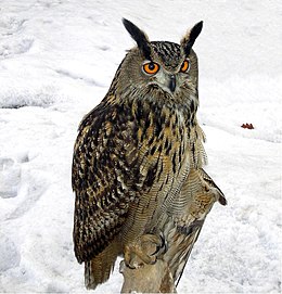 Uhu (Bubo bubo)