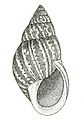 Bulimulus dealbatus from Binney, 1878.