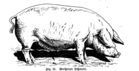 Das Meißner Schwein in: Jean Bungartz: Das Schwein. Seine Rassen, Pflege, Zucht, Fütterung usw. Mit Anhang: „Hausschlachtung“, 1919