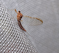 Ephemeroptera - Cloeon dipterum