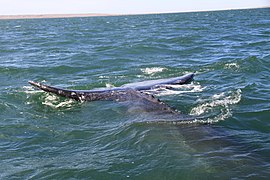 Cola de ballena gris - panoramio.jpg