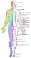 Major dermatomes and cutaneous nerves (posterior view)