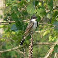 Eastern Kingbird