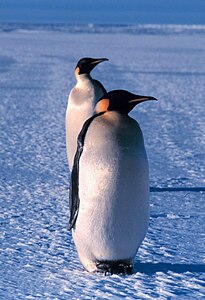Imperiestraj pingvenoj, Maro de Ross, Antarkto.