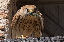 Photo d'un Faucon crécerelle posé sur un pigeonnier en pierre, tenant dans son bec un lézard mort.