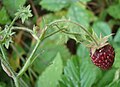 Jahoda jahodníku truskavce (Fragaria moschata)