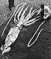 Examen de un calamar gigante de 9 metros, un gigante abisal y el segundo mayor cefalópodo.