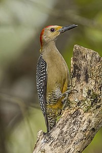 Golden-fronted woodpecker, by Charlesjsharp