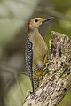 Golden-fronted woodpecker