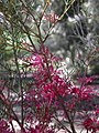 Hakea purpureaの花