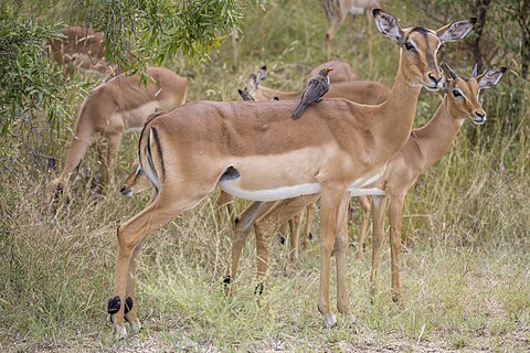 Impala (Aepyceros melampus) female with red-billed oxpecker