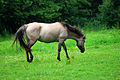 Konik horse.