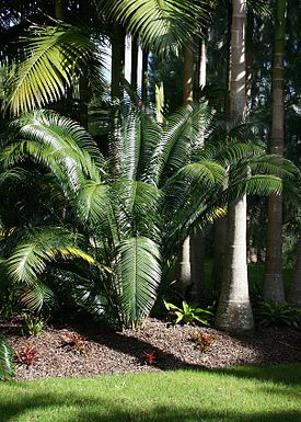 Лепидозамия Перовского (Lepidozamia peroffskyana)