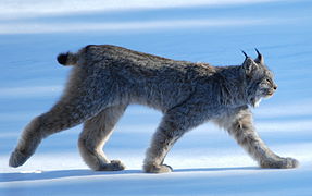 Lince do Canadá cerca de Whitehorse, Yukón