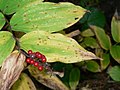 Maianthemum racemosum