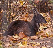 Moschus moschiferus, সাইবেরীয় কস্তুরীমৃগ