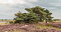 Pinus sylvestris.