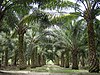 Perkebunan kelapa sawit