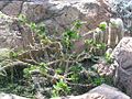 Pachypodium saundersii, im Botanischen Garten von Washington