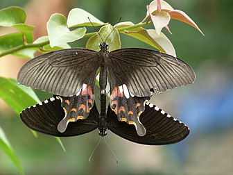 Papilio polytes, uma borboleta da família Papilionidae distribuída por toda a Ásia. (definição 3 648 × 2 736)