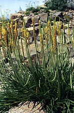 Strandvejbred (Plantago maritima)