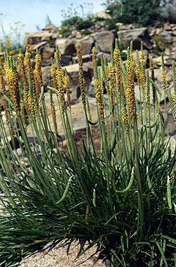 Jūrmalas ceļteka (Plantago maritima)