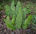 シダの一種Polystichum munitum