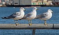 Image 47Three ring-billed gulls in Red Hook