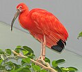 Scarlet Ibis