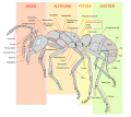 Thumbnail for File:Scheme ant worker anatomy-en.svg