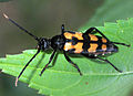 Leptura quadrifasciata