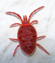 Trombidium holosericeum