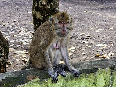 Macaque at Saka Tunggal Mosque