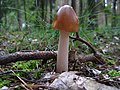 2b Amanita fulva