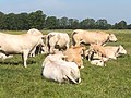 Zondagsbroek (Nationaal Park De Drentsche Aa)