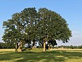 Grafheuvel tussen Borger en Drouwen