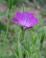 bolderik (Agrostemma githago)