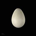 Яйце люрика (Тулузький музей)