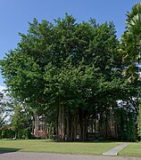 Banyan tree near Mendut Temple, 20220817 0909 8574.jpg