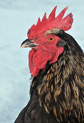 Rooster, Gallus gallus f. domesticus (cat.)