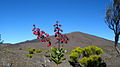 Piton de la Fournaise, La Réunion