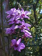 Dendrobium phalaenopsis