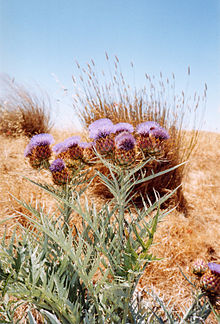 Cynara cardunculus.jpg