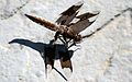 Libellula lydia, female