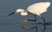 La Garza se encuentra también en los Bañados del Río Atuel.