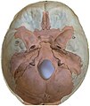 Innerkraniet (endocranium) hos menneske