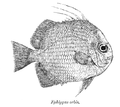 Ephippus orbis