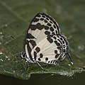 * Nomination Forest pied pierrot (Tuxentius carana kontu) --Charlesjsharp 22:31, 25 January 2022 (UTC) * Promotion  Support Good quality. --Rjcastillo 00:10, 26 January 2022 (UTC)