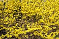 A forsythia bush