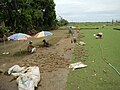 Harvest of Poa (Philippine bluegrass), Longos, Calumpit, Bulacan (19 July 2014).